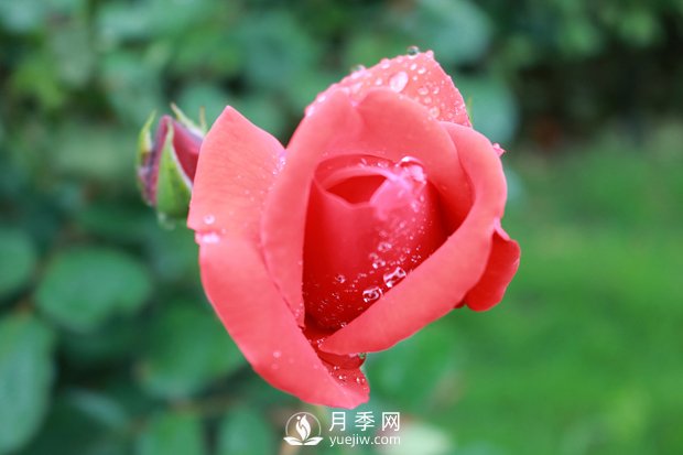 南陽月季花的藥用價值(圖1)