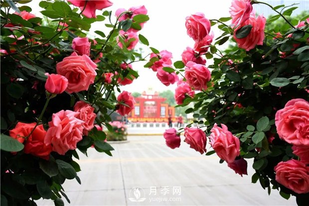 南陽(yáng)月季淺談野生薔薇來(lái)嫁接月季好嗎？(圖1)