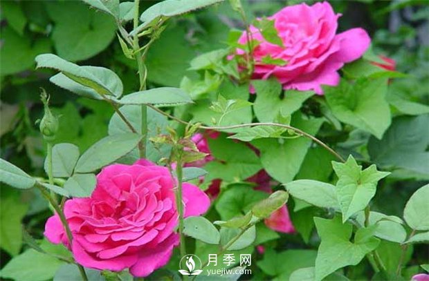 南陽(yáng)樹狀月季：月季花為什么越開(kāi)越?。?圖1)