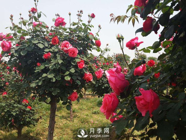 培養(yǎng)南陽(yáng)樹(shù)狀月季要注意哪些事項(xiàng)？(圖1)