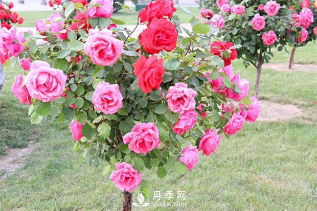 南陽(yáng)樹狀月季廠家教你怎樣控制月季花期？(圖1)