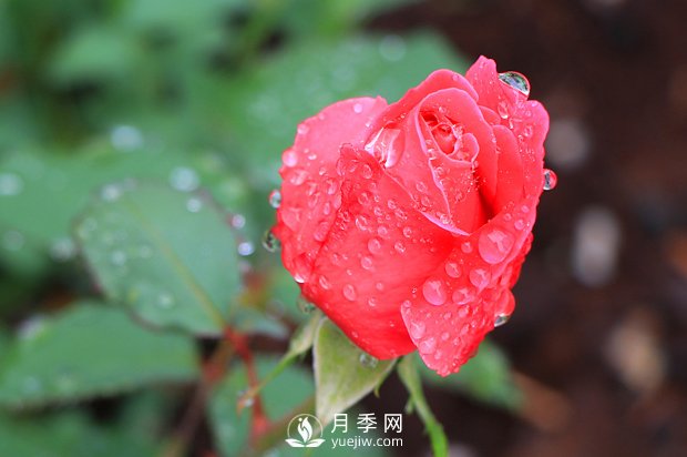 如何區(qū)分薔薇、月季、玫瑰？(圖1)