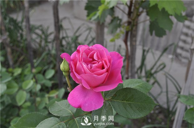 如何解決月季葉子發(fā)黃問題？(圖1)