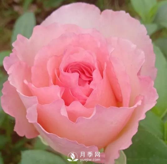 夏琳月季，法國的這個月季花又香又大，還抗病抗寒(圖1)