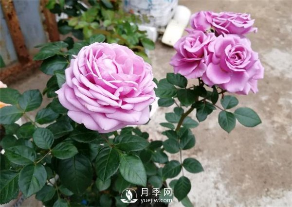水星王陽臺月季，必須要養(yǎng)的陽臺盆栽月季花(圖3)