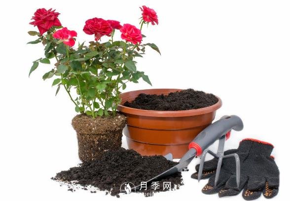 月季釋放6個(gè)信號，說明要換盆了，養(yǎng)護(hù)別不當(dāng)一回事(圖2)