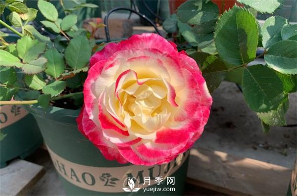 紅雙喜月季，顏色非常喜慶，名字非常俗氣(圖1)