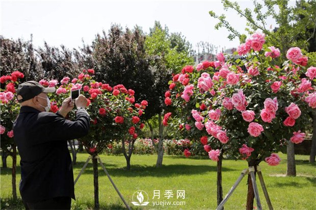 目前綠化苗木市場需求的到底是哪種花木？(圖2)