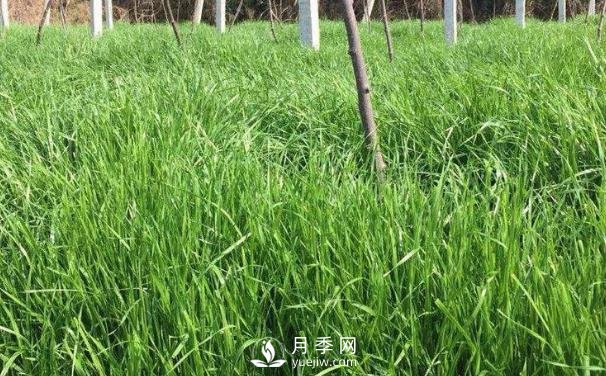 北方優(yōu)良牧草種類有哪些？(圖1)