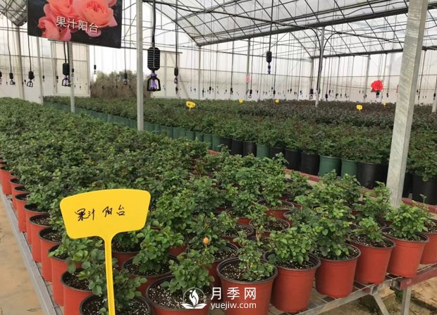 月季基地的盆栽月季已經(jīng)長(zhǎng)成了！(圖1)