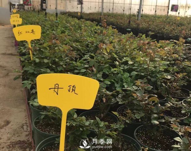 月季基地的盆栽月季已經(jīng)長(zhǎng)成了！(圖4)