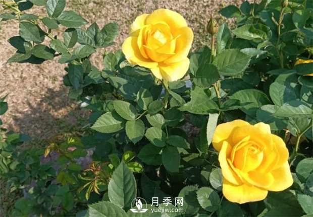 2021月季花展，深圳人民公園300多個(gè)月季品種期待……(圖2)