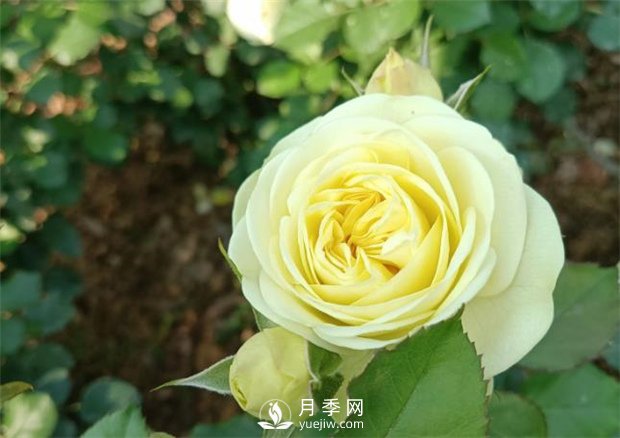 2021月季花展，深圳人民公園300多個(gè)月季品種期待……(圖3)