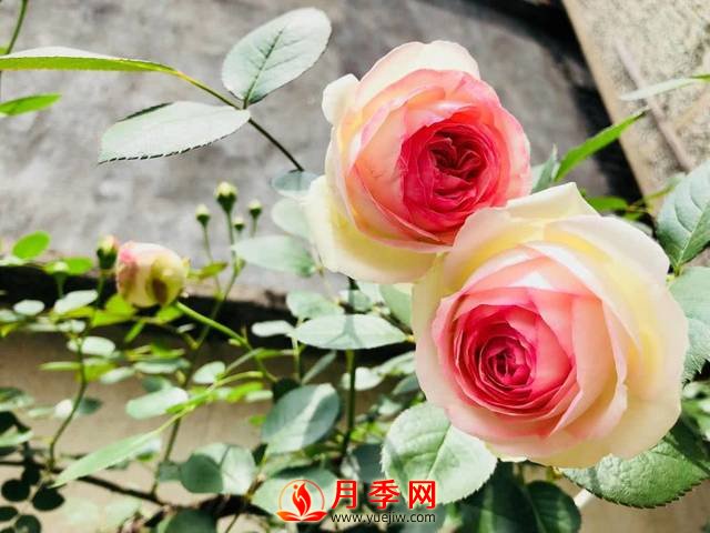 養(yǎng)護月季花這么做，來年繁茂又漂亮！(圖1)