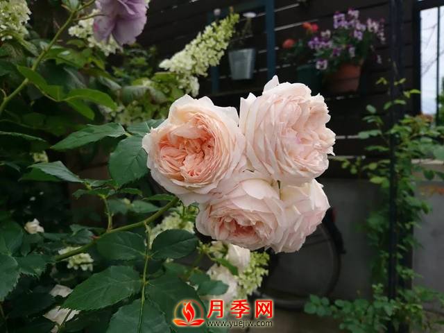 養(yǎng)護月季花這么做，來年繁茂又漂亮！(圖2)