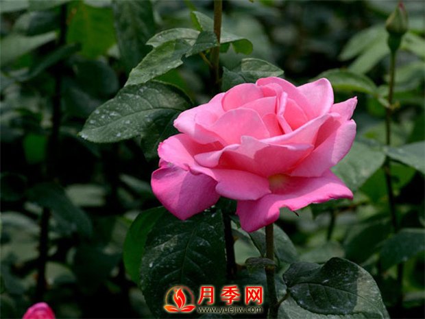 月季花如何修剪？你心里還沒有點數(shù)嗎？(圖1)