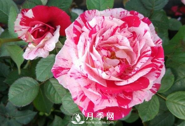 節(jié)日禮花月季，灌木月季推薦(圖1)