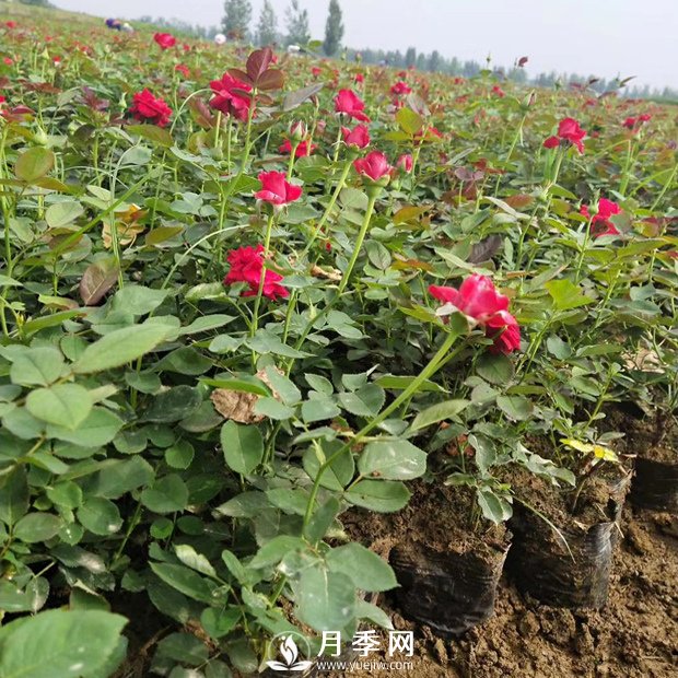 秋天月季花的養(yǎng)護(hù)你知道嗎？(圖1)