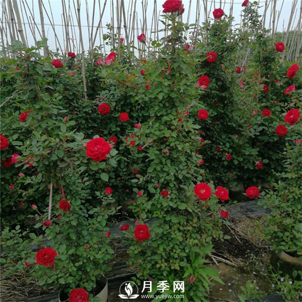 藤本月季的品種有那些？南陽藤本月季價(jià)格？(圖1)