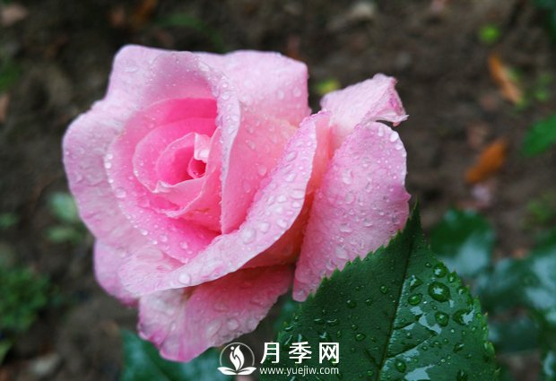 什么月季品種經(jīng)常栽種的花友是土豪！(圖1)