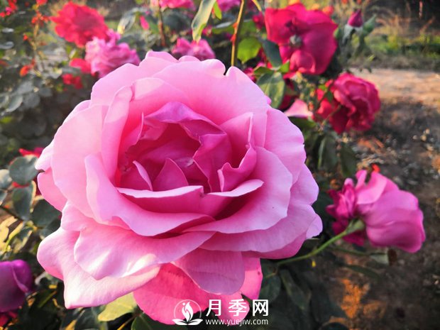 月季花葉黃怎么辦？有什么解決辦法(圖1)