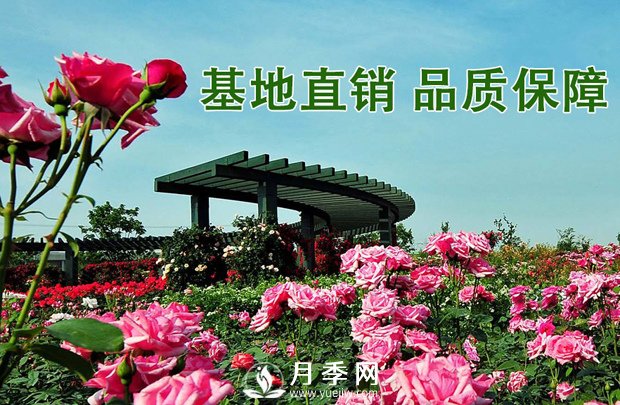 會養(yǎng)護，為什么說七月的月季不宜重剪？(圖3)