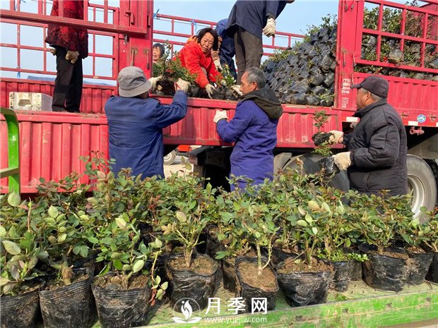 月季種上沒開花，卻一直黃葉，這是怎么回事呢？(圖1)