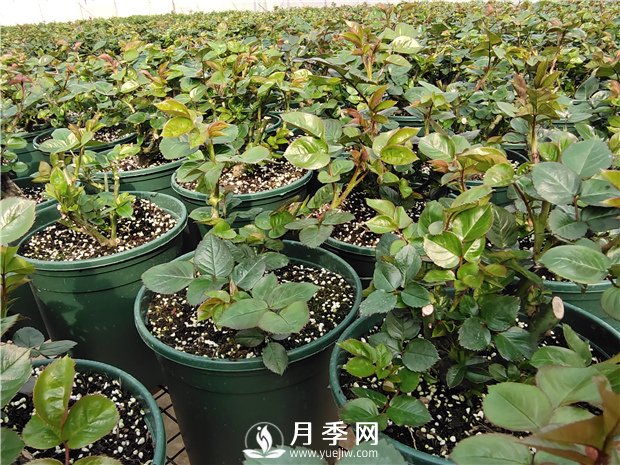 月季上盆的時候，有3個偷懶的小辦法(圖1)