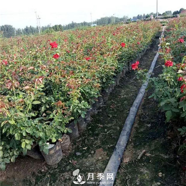 說到月季的配土？你有什么好辦法(圖1)