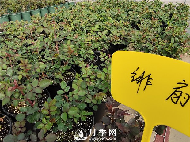 初春花卉“施肥”時(shí)機(jī)正好，要注意幾點(diǎn)(圖1)