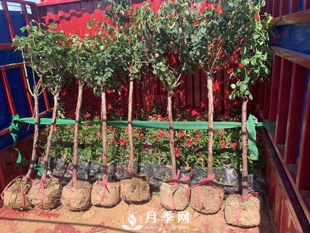 月季網(wǎng)干貨：月季樹發(fā)貨，運(yùn)輸，卸貨，栽種，養(yǎng)護(hù)必看(圖1)