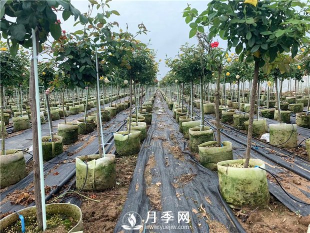 如何換盆？具體什么時(shí)候換盆？(圖1)