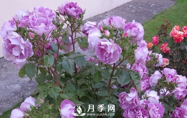 網(wǎng)紅花藍色妖姬和藍玫瑰一樣嗎？ 你更喜歡哪一個呢？(圖1)