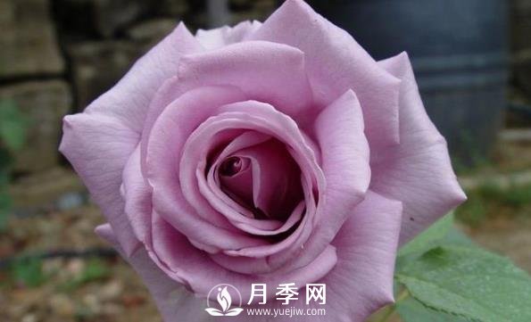 網(wǎng)紅花藍色妖姬和藍玫瑰一樣嗎？ 你更喜歡哪一個呢？(圖2)