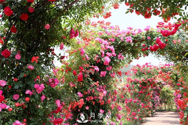  月季遭雨水有蟲害？這樣預(yù)防，就沒問題！(圖1)