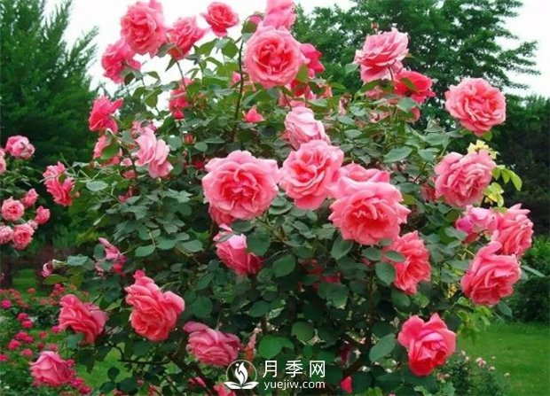  月季遭雨水有蟲害？這樣預(yù)防，就沒問題！(圖2)