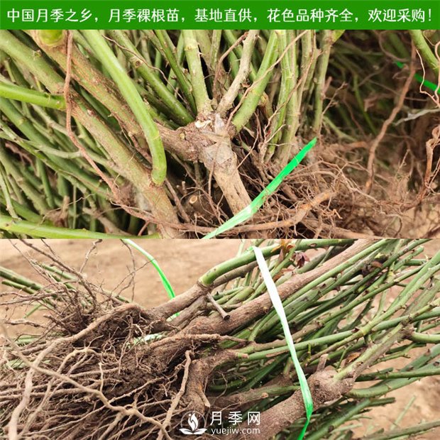 月季裸根苗，小高桿月季和3公分月季樹(shù)發(fā)往陜西(圖1)