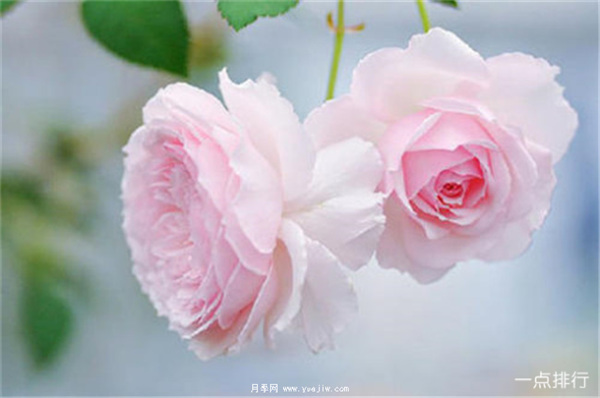 據(jù)說這是世界十大***美月季品種，你喜歡哪種？(圖5)