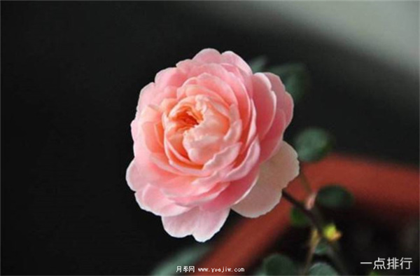 據(jù)說這是世界十大***美月季品種，你喜歡哪種？(圖10)