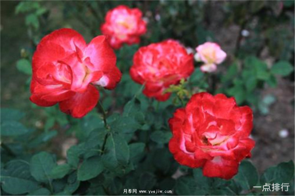 據(jù)說這是世界十大***美月季品種，你喜歡哪種？(圖1)
