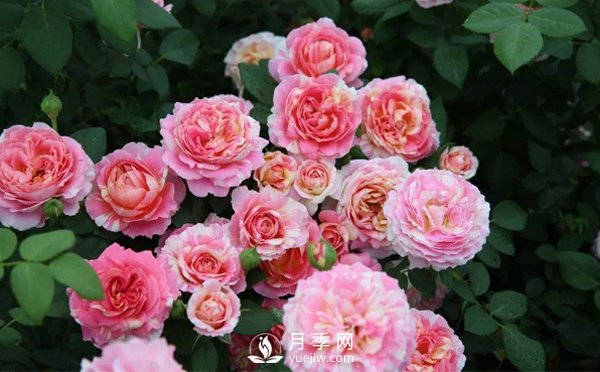 月季的衍生技能是怎樣的，一起跟著南陽月季種植基地來看看吧(圖1)