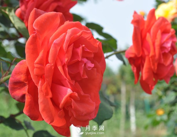 月季幼苗的育苗訣竅，澆水追肥等很重要(圖1)
