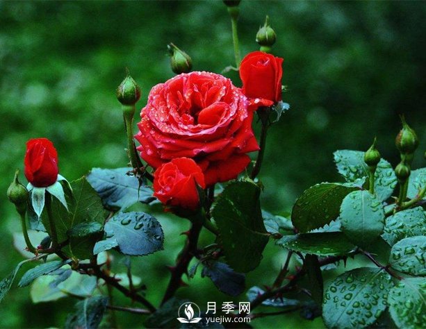 洛陽夏季養(yǎng)藤本月季的技巧，花友快來看看吧(圖1)