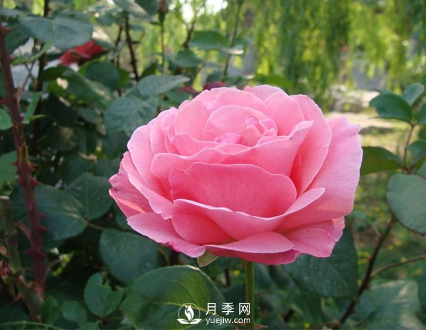 月季梅雨季易有黑斑病，該怎么養(yǎng)護(hù)呢？(圖1)