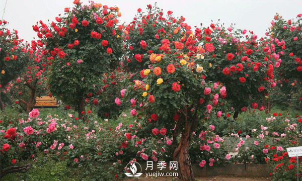 新型月季花，要遵循什么方法，才栽培出來？(圖1)