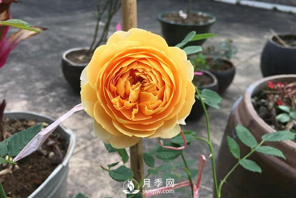 盆栽月季樹養(yǎng)植常見問題有哪些？(圖1)