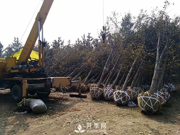 大規(guī)格苗木裝運技巧，移植技術有哪些技巧？(圖1)