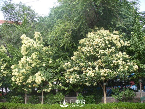大葉女貞為何成為很多城市行道樹的首選？(圖1)