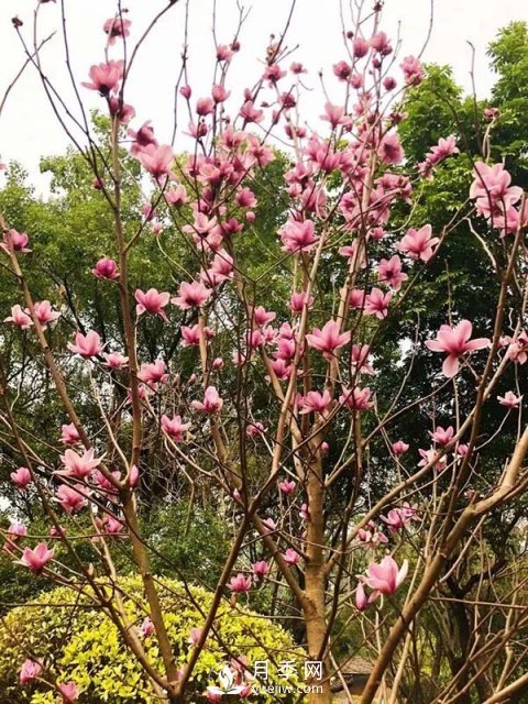二喬玉蘭花有何作用與功效？(圖1)