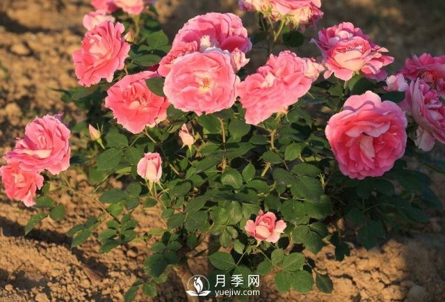 月季什么時(shí)期移植好？(圖1)